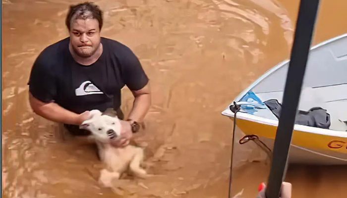 Mais de 11 mil animais afetados pelas enchentes no RS foram resgatados